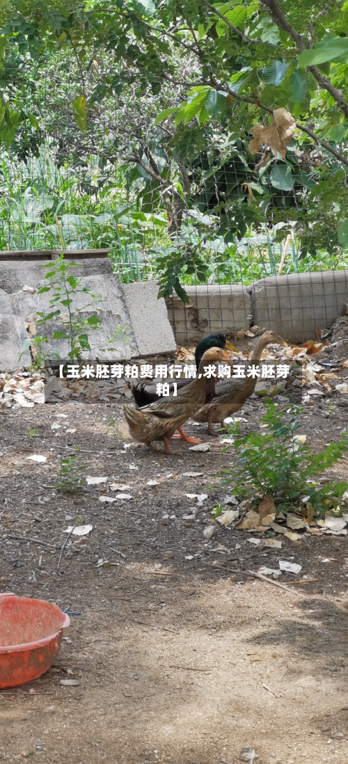 【玉米胚芽粕费用行情,求购玉米胚芽粕】-第2张图片