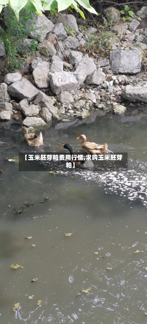 【玉米胚芽粕费用行情,求购玉米胚芽粕】-第3张图片