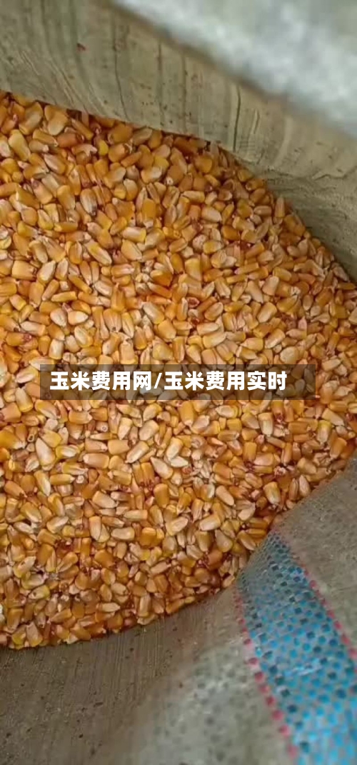 玉米费用网/玉米费用实时