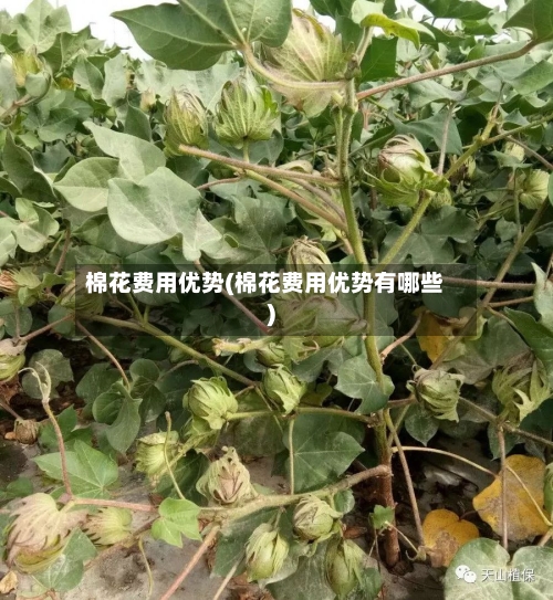 棉花费用优势(棉花费用优势有哪些)-第3张图片