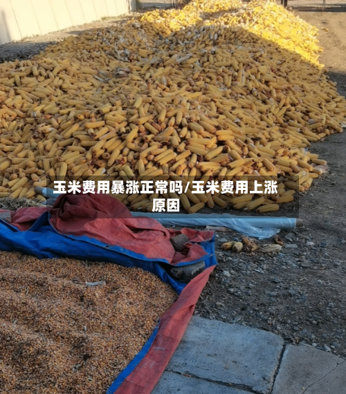 玉米费用暴涨正常吗/玉米费用上涨原因