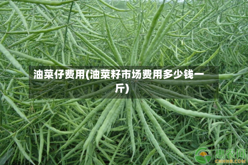 油菜仔费用(油菜籽市场费用多少钱一斤)