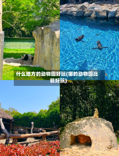 什么地方的动物园好玩(哪的动物园比较好玩)-第3张图片