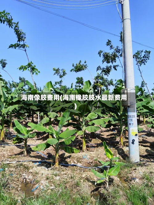 海南像胶费用(海南橡胶胶水最新费用)-第3张图片