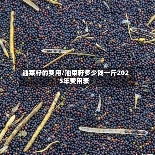 油菜籽的费用/油菜籽多少钱一斤2025年费用表-第2张图片