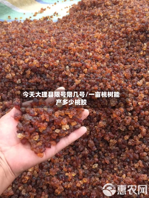 今天大理县限号限几号/一亩桃树能产多少桃胶