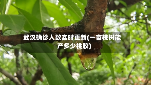武汉确诊人数实时更新(一亩桃树能产多少桃胶)-第2张图片