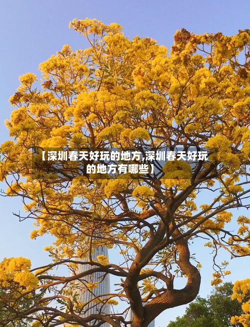 【深圳春天好玩的地方,深圳春天好玩的地方有哪些】