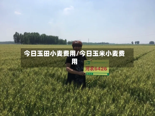 今日玉田小麦费用/今日玉米小麦费用-第2张图片