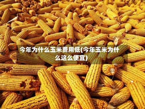 今年为什么玉米费用低(今年玉米为什么这么便宜)