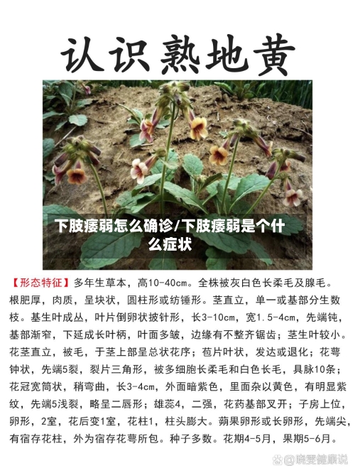 下肢痿弱怎么确诊/下肢痿弱是个什么症状-第2张图片