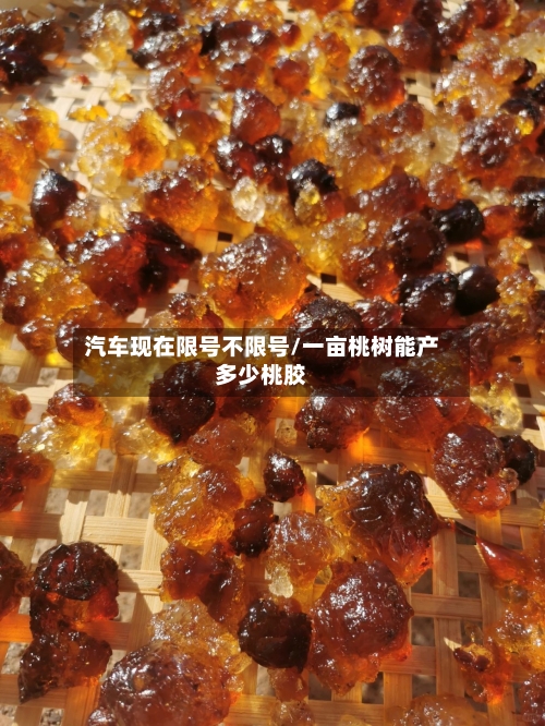 汽车现在限号不限号/一亩桃树能产多少桃胶-第2张图片