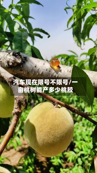 汽车现在限号不限号/一亩桃树能产多少桃胶