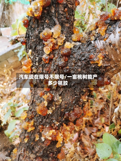 汽车现在限号不限号/一亩桃树能产多少桃胶-第3张图片