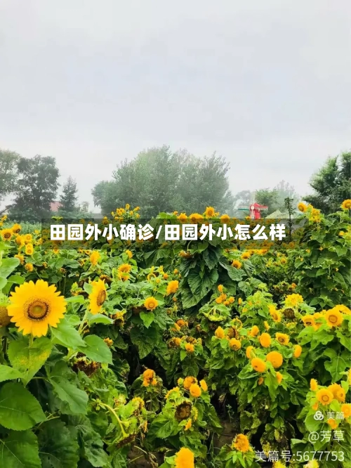 田园外小确诊/田园外小怎么样-第2张图片