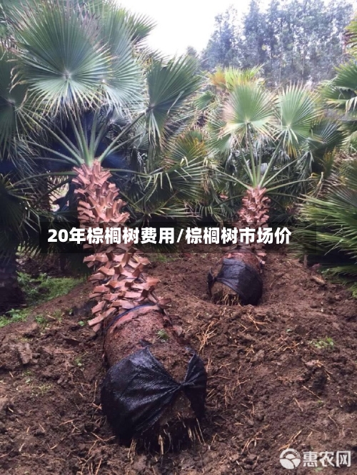 20年棕榈树费用/棕榈树市场价