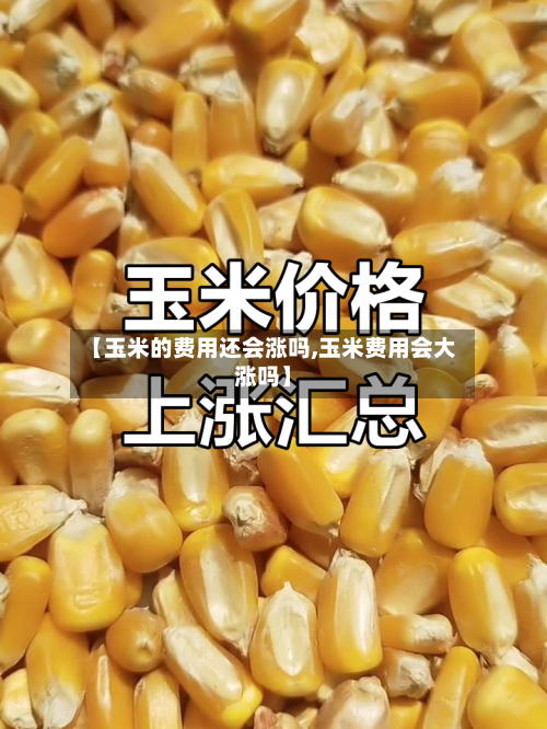 【玉米的费用还会涨吗,玉米费用会大涨吗】-第2张图片