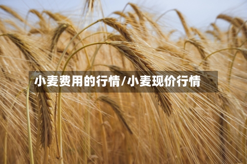 小麦费用的行情/小麦现价行情