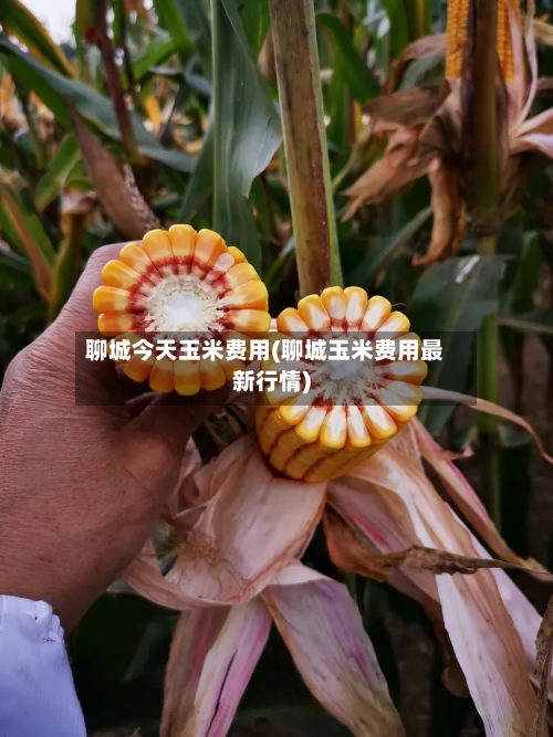 聊城今天玉米费用(聊城玉米费用最新行情)