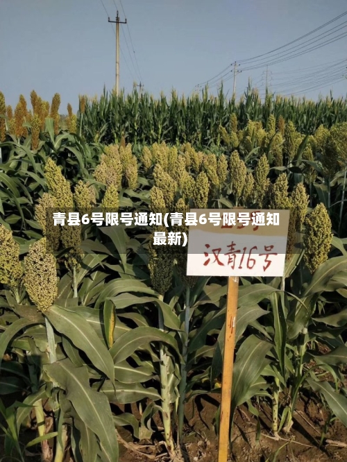 青县6号限号通知(青县6号限号通知最新)-第3张图片