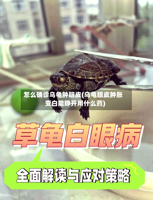 怎么确诊乌龟肿眼皮(乌龟眼皮肿胀变白能睁开用什么药)