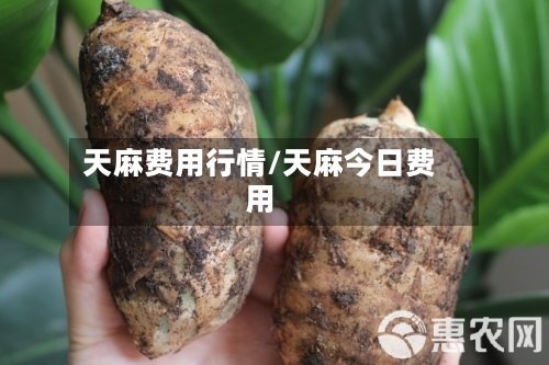 天麻费用行情/天麻今日费用-第3张图片