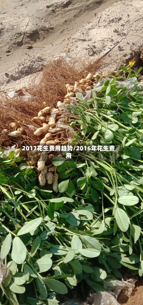 2017花生费用趋势/2016年花生费用-第2张图片