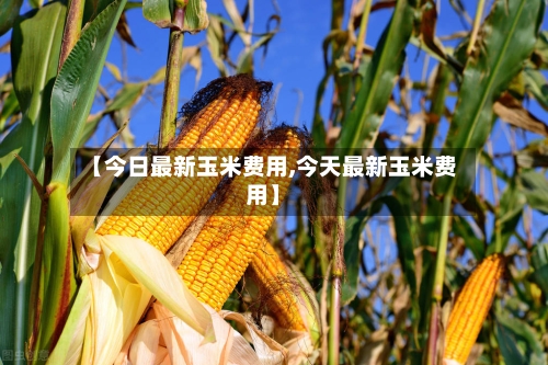 【今日最新玉米费用,今天最新玉米费用】