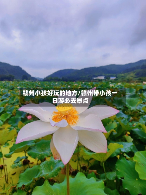 赣州小孩好玩的地方/赣州带小孩一日游必去景点