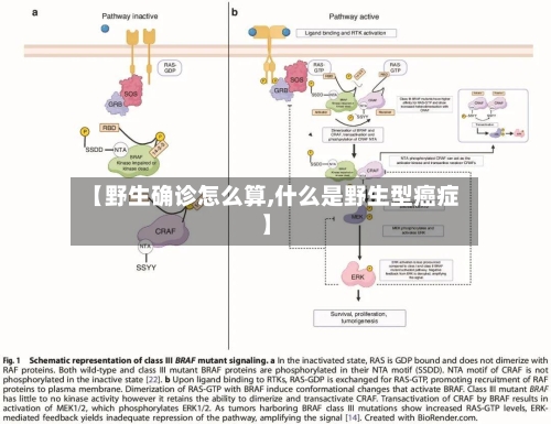 【野生确诊怎么算,什么是野生型癌症】-第2张图片