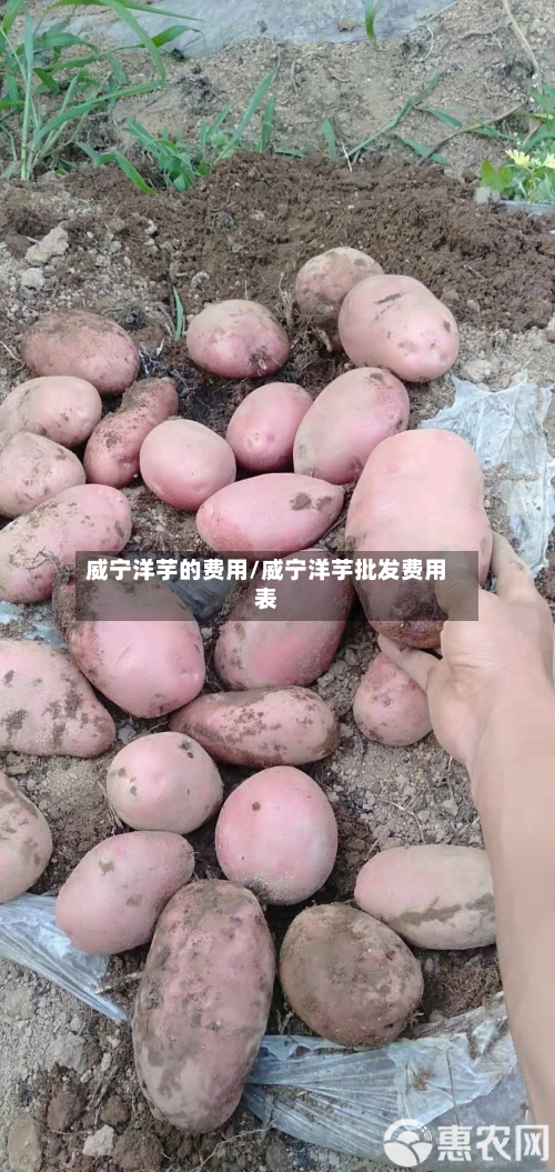 威宁洋芋的费用/威宁洋芋批发费用表-第2张图片